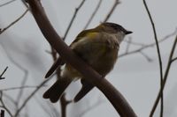 Female Golden Whistler - Berringa Sanctuary