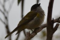 Female Golden Whistler - Berringa Sanctuary
