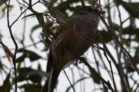 Female Golden Whistler - Berringa Sanctuary