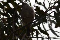 Female Golden Whistler - Berringa Sanctuary