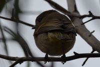 Female Golden Whistler - Berringa Sanctuary