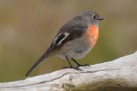 Female Scarlet Robin - Berringa 