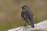 Female Scarlet Robin - Berringa 