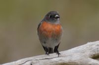 Female Scarlet Robin - Berringa 