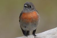 Female Scarlet Robin - Berringa 