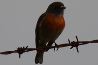 Female Scarlet Robin - Berringa 