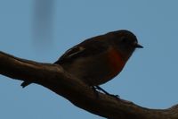 Female Scarlet Robin - Berringa 