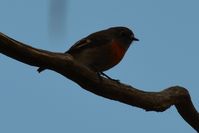 Female Scarlet Robin - Berringa 