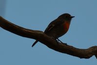 Female Scarlet Robin - Berringa 