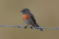 Female Scarlet Robin - Pails for Scales Unique Pets