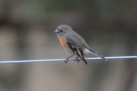 Female Scarlet Robin - Pails for Scales Unique Pets