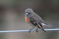 Female Scarlet Robin - Pails for Scales Unique Pets