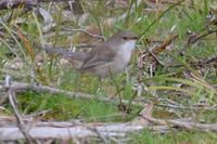 Female Superb Fairy Wren - Berringa 