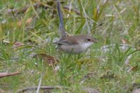 Female Superb Fairy Wren - Berringa 