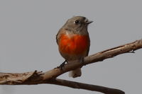 Flame Robin  - Berringa Sanctuary 