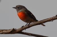 Flame Robin  - Berringa Sanctuary 