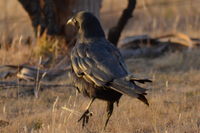 Forest Raven - Berringa Sanctuary