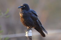 Forest Raven - Berringa Sanctuary