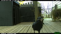 Forest Raven collecting nesting material - Berringa Sanctuary 