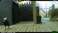 Forest Raven collecting nesting material - Berringa Sanctuary 