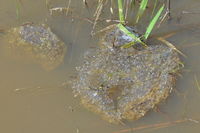 Frog Spawn - Berringa sanctuary 