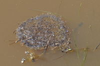 Frog Spawn - Berringa sanctuary 