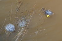 Frog Spawn - Berringa sanctuary 