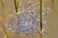 Frog Spawn - Berringa Sanctuary 