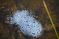 Frog Spawn - Berringa Sanctuary 