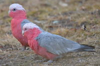 Galah - Berringa Sanctuary 