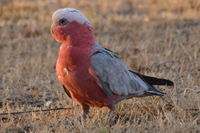 Galah - Berringa Sanctuary 