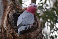 Galah - Nesting The Block Berringa