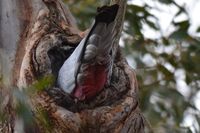 Galah - Nesting The Block Berringa