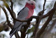 Galah - The Block Berringa