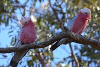 Galahs - The Block Berringa