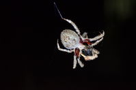 Garden Orb Weaving Spider - Berringa Sanctuary