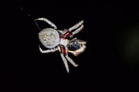 Garden Orb Weaving Spider - Berringa Sanctuary