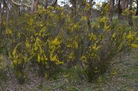 Gold Dust Wattle - The Block Sanctuary Berringa 