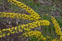 Gold Dust Wattle - The Block Sanctuary Berringa 