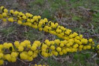 Gold Dust Wattle - The Block Sanctuary Berringa 