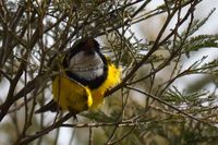 Golden Whistler - The Block Berringa