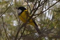 Golden Whistler - The Block Berringa