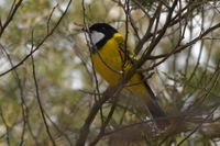 Golden Whistler - The Block Berringa