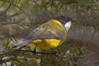 Golden Whistler - The Block Berringa