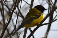 Golden Whistler - The Block Berringa