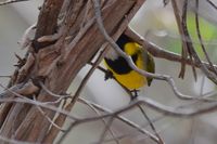 Golden Whistler - The Block Berringa