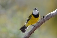 Golden Whistler - The Block Berringa