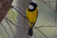 Golden Whistler - The Block Berringa