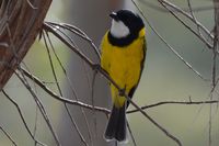 Golden Whistler - The Block Berringa