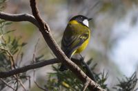 Golden Whistler - The Block Berringa